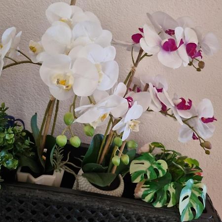 Alloggio Orchidea モンファルコーネ エクステリア 写真