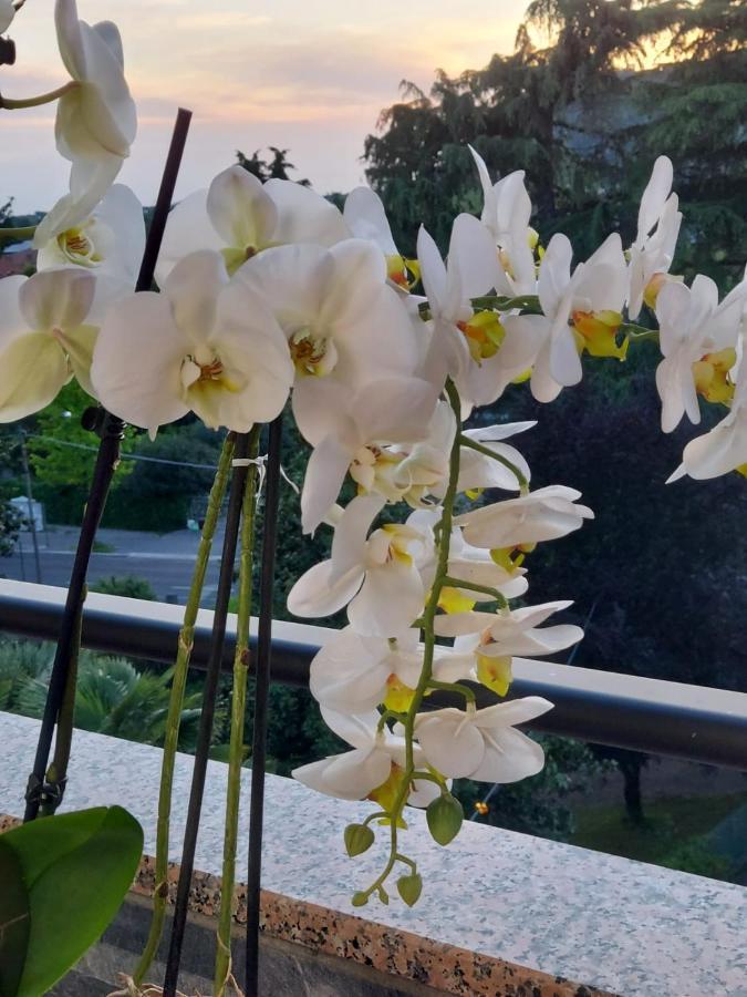 Alloggio Orchidea モンファルコーネ エクステリア 写真